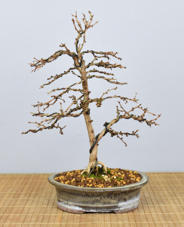 Bonsai Outdoor, Japanische Lärche (Larix kaempferi)